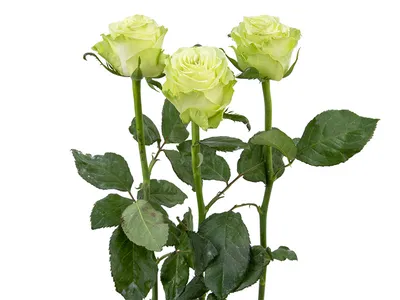 Данный сорт розы Васаби (Wasabi )достаточно редкий, выполним данный букет  По предзаказу Букет : N'1936 Стоимость : 6500(уточните у… | Instagram
