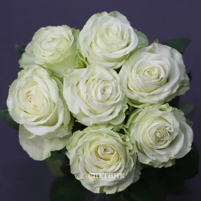 Купить розы Васаби в СПб ✿ Оптовая цветочная компания СПУТНИК