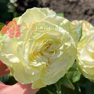 Veiling Holambra - Olha que linda essa Rosa Wasabi do @swartrosas É uma  novidade lançada em 2020 e traz a mistura de tons amarelo com verde. Conta  pra gente o que você
