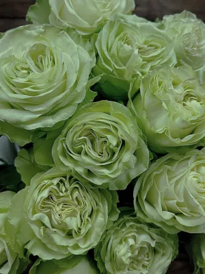ROSA WASABI 040 CM VERDE ESTUFA - Veiling Holambra | Flores e Plantas  Ornamentais