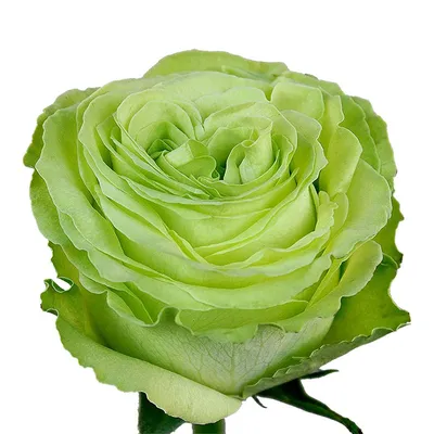 Wasabi Roses • Asiri Blooms