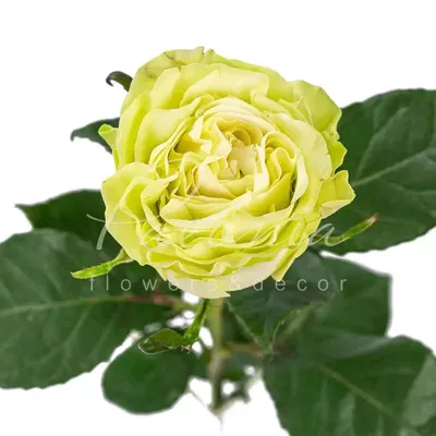 WASABI - Ecoroses | Ecuador Roses