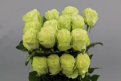 Купить Роза пионовидная Wasabi 60см оптом | Paeonia