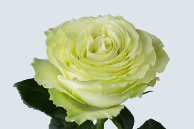Букет дня сегодня роза Wasabi.... - Студия цветов Юкка | Facebook