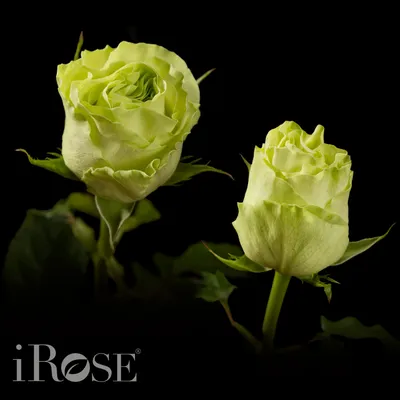 Роза васаби (75 фото) »
