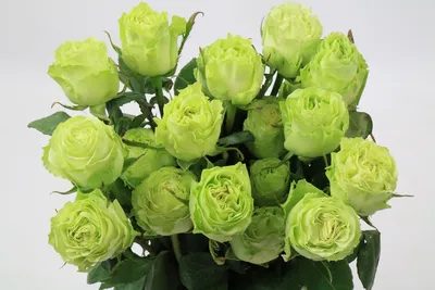 wasabi rose bouquet – artgoodies - vintagegoodies - flowergoodies