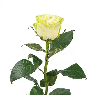 TessaCorp on X: \"Who can withstand the magic and charm of #greenroses? They  are simply captivating. Featuring Matcha, our newest green variety at the  farms. As well as our other greens -