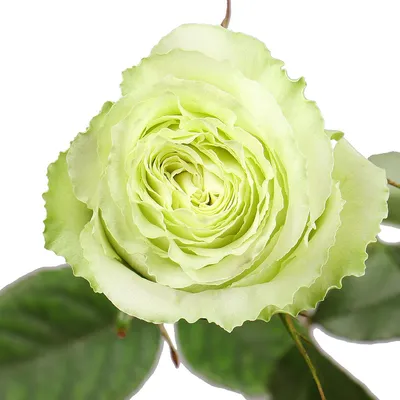 Букеты с розами: Букет из 51 розы «Васаби» 60 см