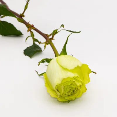 ecuadorian rose wasabi fresh natural flower| Alibaba.com