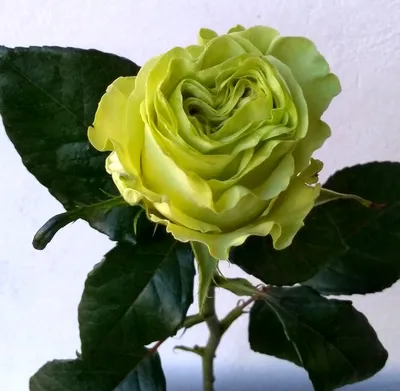 Роза Васаби (Wasabi) - «Зеленая Роза Васаби - неприметная простушка на  любителя. Ни тебе цветов, ни тебе буйства красок - экзот с характером» |  отзывы