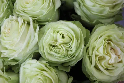 Букеты с розами: Букет из 51 розы «Васаби» 60 см