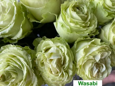 Rose wasabi naturelle. | FLOR'M by Nico Fleur