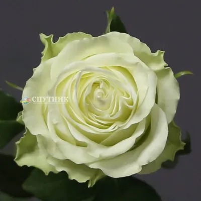 Купить розы Васаби в СПб ✿ Оптовая цветочная компания СПУТНИК