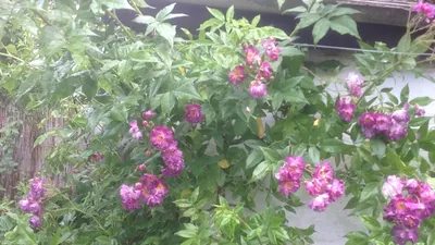 Роза плетистая Rosarium Uetersen (Розариум Ютерсен) 990 руб. AGRO2862