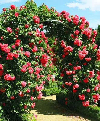 Роза плетистая Rosarium Uetersen. Розариум Ютерсен. Кордес. - Питомник  саженцев и сортовых растений \"Мир растений\"