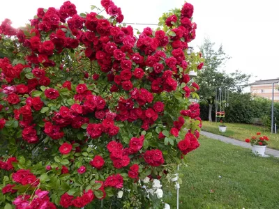 Купить Роза Розариум Ютерсен (Rosarium Uetersen) — АС-Клематис
