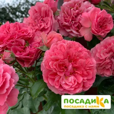 Купить Роза плетистая «Розариум Ютерсен (Rosarium Uetersen)». Саженцы в  Москве и области по низкой цене