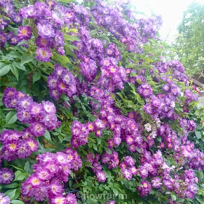 Купить саженцы Роза плетистая Фламентанц с доставкой! | Florali-Flor