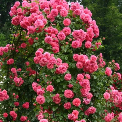 Саженец Роза Розариум Ютерсен (Rosa Rosarium Uetersen) купить в Москве по  низкой цене из питомника, доставка почтой по всей России | Интернет-магазин  Подворье