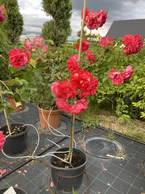 Роза плетистая Розариум Ютерсен (Rosarium Uetersen)