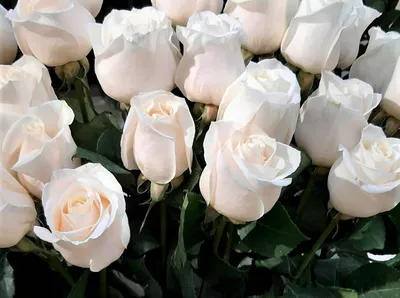Роза Венделла: описание цветка | Блог интернет-магазина АртФлора