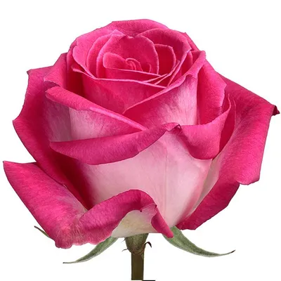 Roses Bicolor Pink Verdi – FloralSection.com