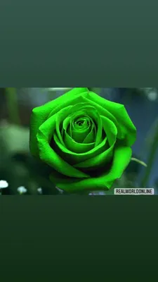 SEMI ROSE VERDI 50 Pcs Rare Seeds of Exotic Flower Perennial - Etsy Denmark