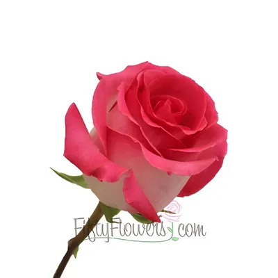 Buy Wholesale Verdi White and Pink Rose in Bulk - FiftyFlowers