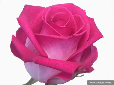 verdi | Monster Rose Farm