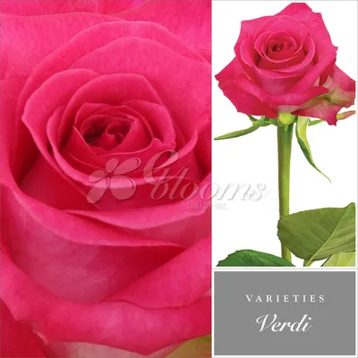 Hot Pink Roses by Variety – Eblooms Farm Direct Inc.