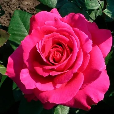 Verdi Pink - Bosca