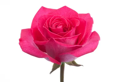 Rose De Verdi 🌹 - AI Generated Artwork - NightCafe Creator