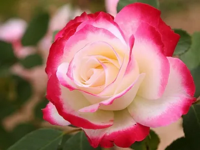 Cofanetto Nero Heart | Rose Verdi Chiare | The Million Roses