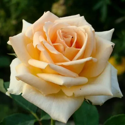 Роза версилия фото фотографии