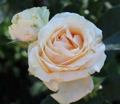 Роза чайно-гибридная Шок Версилия Rose hybrid tea Shock Versilia - купить  саженцы роз с доставкой по Украине в магазине Добродар