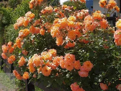 Купить Роза кустовая Вестерленд / Rosa Westerland Роза кустовая Вестерленд  / Rosa Westerland