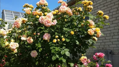Розы Вестерленд (Westerland)