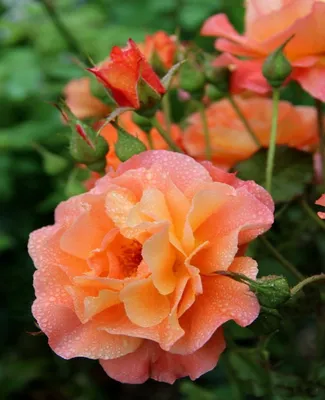 Купить саженцы Роза Плетистая Вестерленд с доставкой! | Florali-Flor
