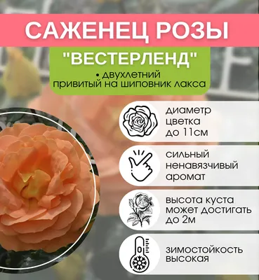 Роза Вестерленд - Альбомы - tomat-pomidor.com