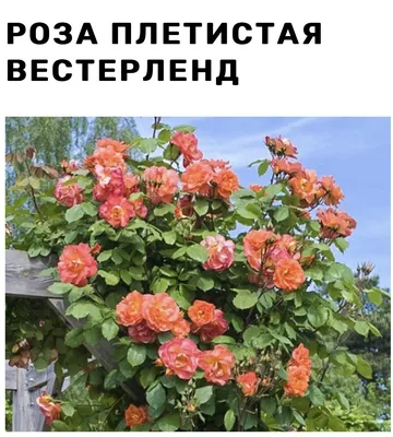 Сорт розы Вестерленд: шраб или плетистая - ВикиРоз - Энциклопедия роз