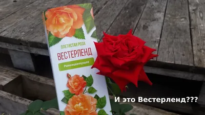Роза Вестерленд (Однолетний, ОКС) - купить Розы плетистые в Киеве и  Украине, выгодная цена Роза Вестерленд в интернет-магазине Agrostore ТМ  (Агростор)
