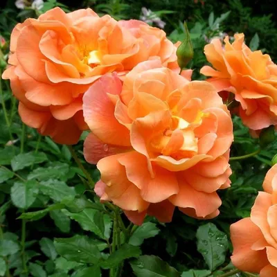 Роза грандифлорa Вестерленд (Rose grandiflora Westerland) — Садовое ателье  СвеЖеНика