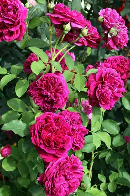 Розы Вильям Шекспир 2000 | Flowers, Rose, Plants