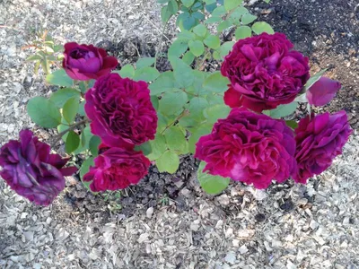 Роза на штамбе \"Вильям Шекспир\" (\"William Shakespeare\") | \"Кедр\" Питомник  растений в СПб