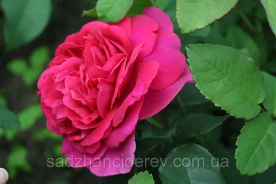 William Shakespeare 2000 » Саженцы роз Гармония Сада купить в подмосковном  питомнике.