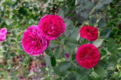 Английская красная роза. Саженцы красных английских роз