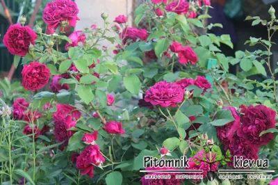 Саженцы роз Уильям Шекспир 2000 (William Shakespeare 2000) (ID#1216780248),  цена: 100 ₴, купить на Prom.ua