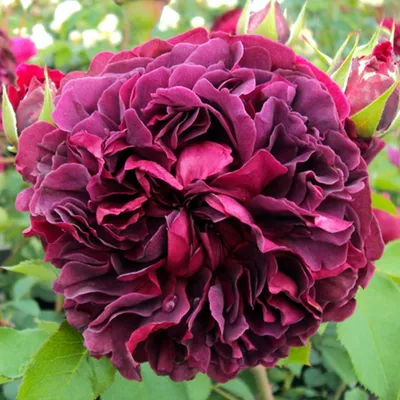 Роза Вильям Шекспир William Shakespeare купить саженцы роз в КустикОптом ✓  английские розы каталог ✓ фото и описание сортов роз ✓розы Остина