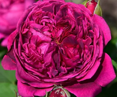 Английские роза Вильям Шекспир 2000 (William Shakespeare 2000) - Розы  Английские Кустовые - Розы в пакетах. - Каталог - LandSad.ru