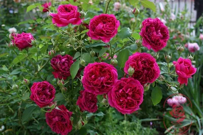Саженцы роз Уильям Шекспир 2000 (William Shakespeare 2000) (ID#1216780248),  цена: 100 ₴, купить на Prom.ua